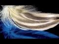 "Abat-Jour " - ( Achille Togliani ) 