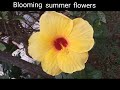 Blooming Summer Flowers New Creation Garden