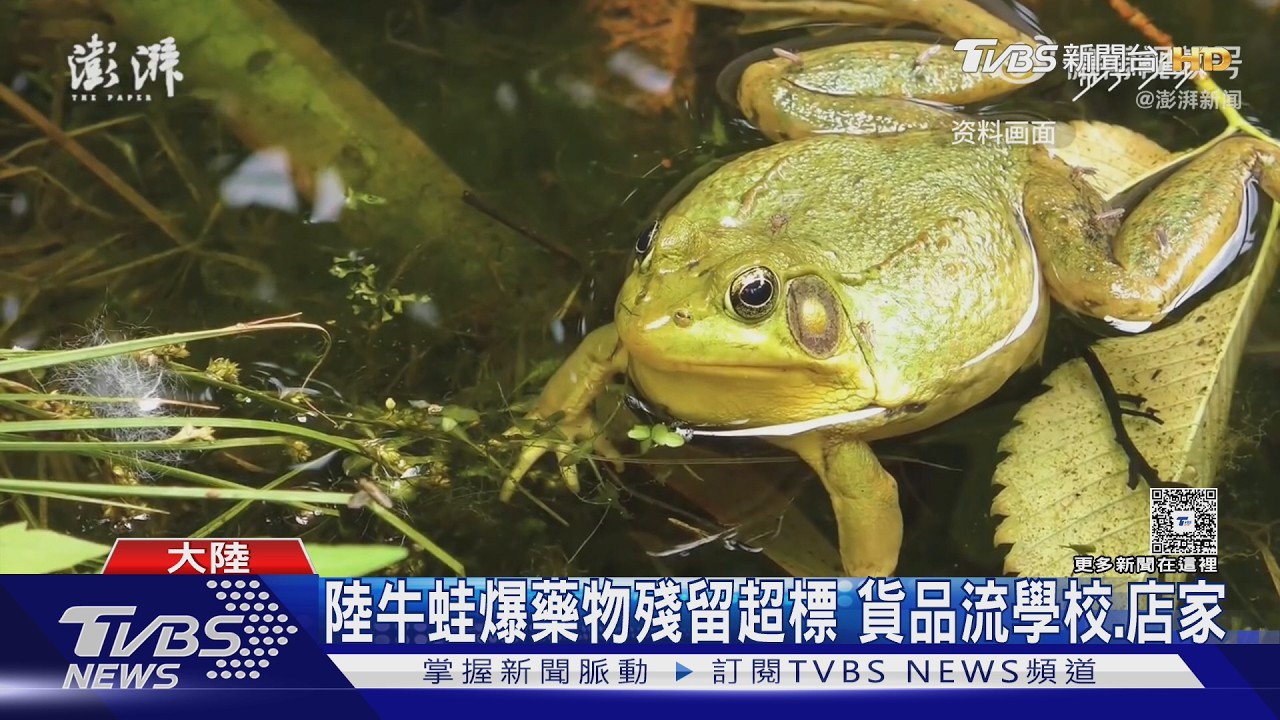 影音/陸牛蛙年吃20億隻爆食安黑幕!抗生素超標「換標籤照賣」