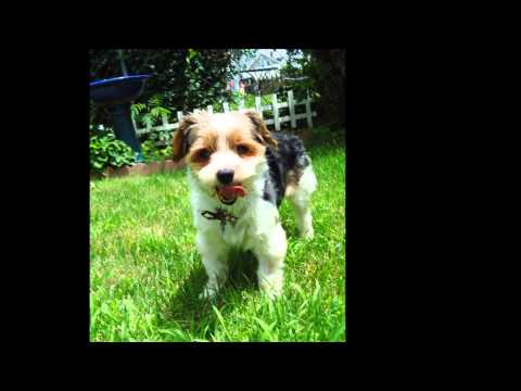 FIDO Dog Park Natick Massachusetts