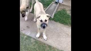 My dog is a boss ass bitch.