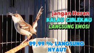 Download lagu ciblek kristal gacor ngebren nembak sekali pancing langsung nyaut mp3 Download lagu ciblek kristal gacor ngebren nembak sekali pancing langsung nyaut mp3