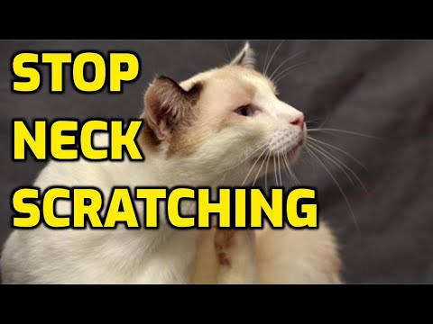 Cat Won't Stop Scratching Neck — What Should I Do?