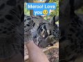 Clouded leopard Showing love #lepard #animals #youtubeshorts #pets #cat