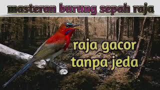 Download lagu masteran suara burung sepah raja 2021 (raja gacor) mp3