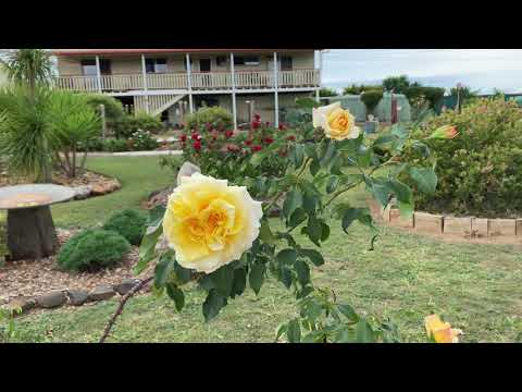 Sunny Sky.            Rose series 2021