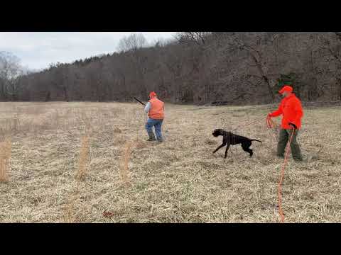 Pudelpointer training