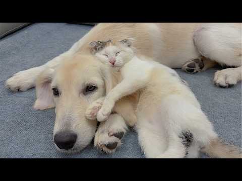 YouTube 썸네일