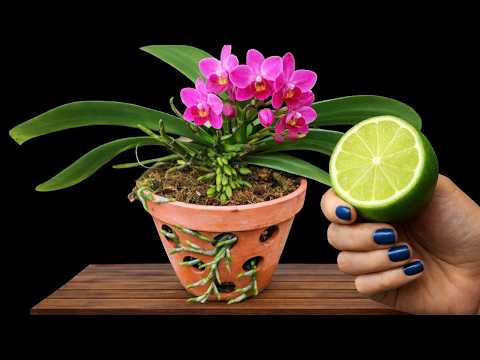 Just Need 1 Fruit! Orchids Grow & Bloom Year-Round