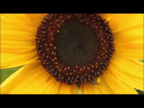 All Your Colours - Kamron Schrader, Jessika Dawn  [ Emergent Skies ]