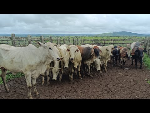 Feira de gado de Lagoa do Ouro /PE 15/04/2025 meu número (87)988226761
