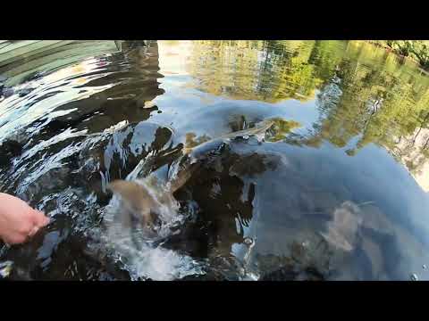 Kymi Fishing - Lohensoutua Korkeakoskenhaarassa