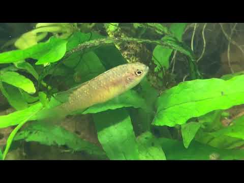 Dario tigris Black Tiger Teil 1 #tigris #dario #black tiger