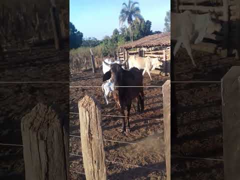 #roça #fofo Catolândia Bahia. 