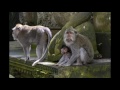 Monkey forest, Ubud, Bali