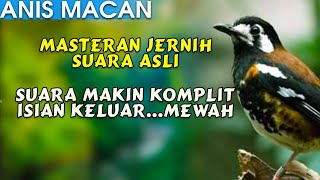 Download lagu BURUNG ANIS MACAN UNTUK TERAPI ANIS MACET ISIAN KOMPLIT & MEWAH mp3