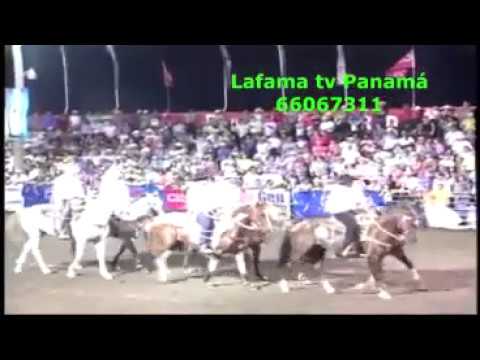 CAMPEONATO DE LAZO 2015, PISTA HARAS EL PATRON, LAFAMATV PANAMA, CARLOS LEE.