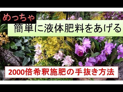 蘭の施肥:正しいやり方 トピックス