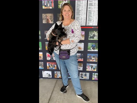 Westminster 2023 Scent Work: Julieanne Bovat and Scottish Terrier Kenzie