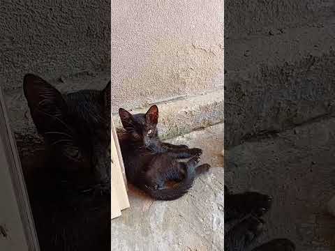 Adoção responsável, povoado alto da madeira, jacaré dos homens Alagoas.