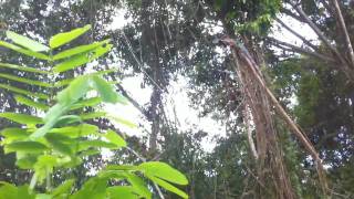 big wild iguana - lizard from peruvian Amazonia found on the tree 30m from Paucarina Lodge