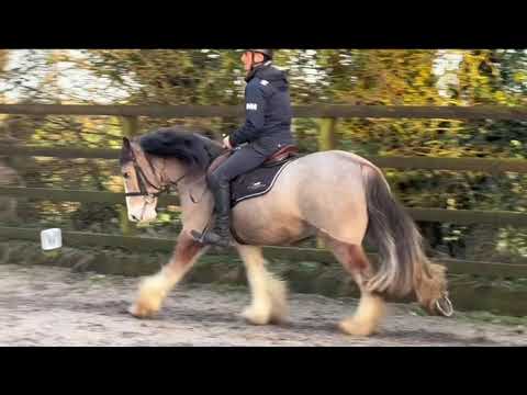 🍓 Stunning 15hh 4yo Red Roan Cob gelding 🍓 - Image 2