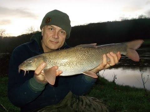 Floodwater Severn barbel. Tips. Bait approach. Why fish flooded rivers.