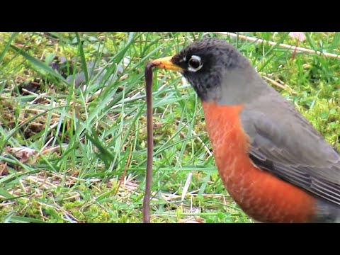 American Robin Pulls Out the Largest Worm I've Ever Seen