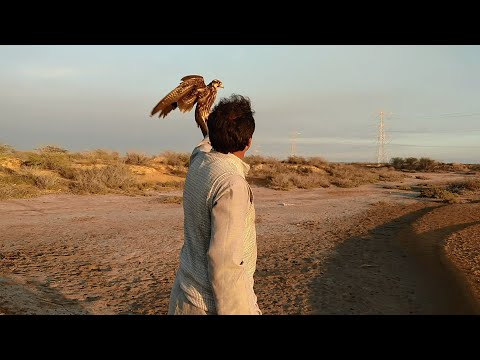 Hunting with Lanner Falcon: Attacking flock of rock pigeons (Pakistan)
