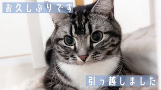 ちょっとしたご報告。足長マンチカンまる 【わての暮らし】