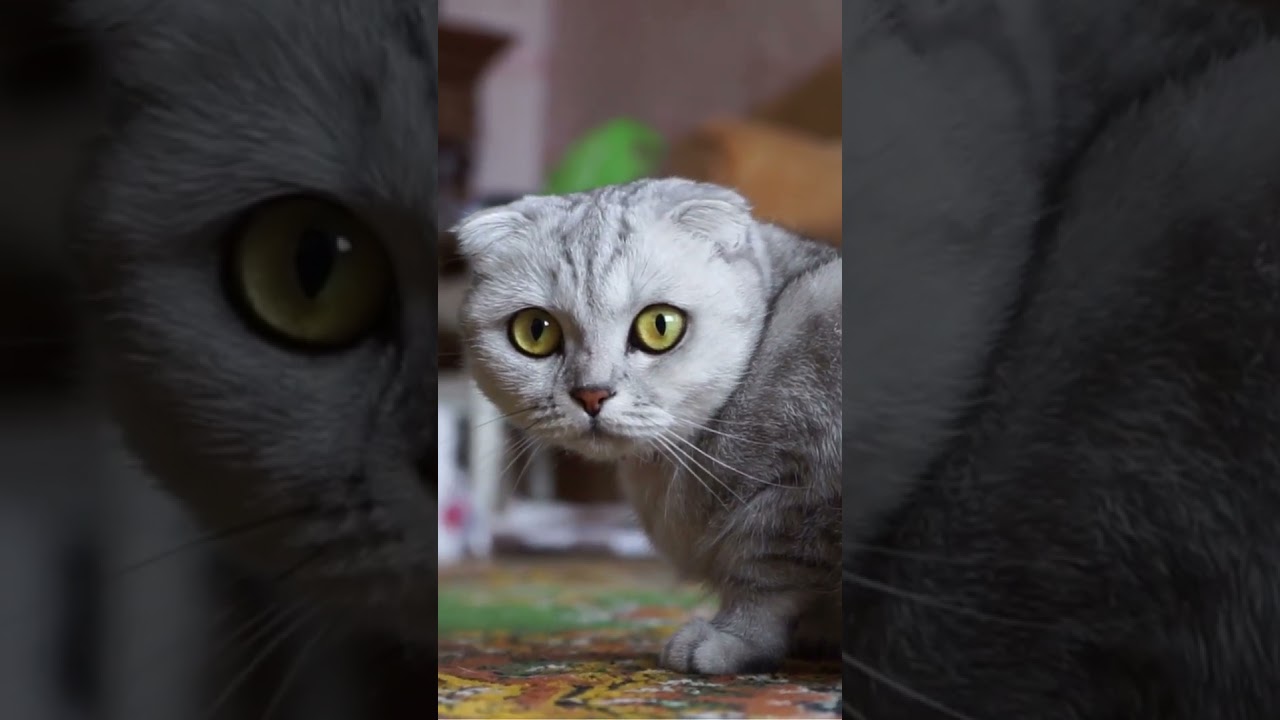PetVault video preview 03