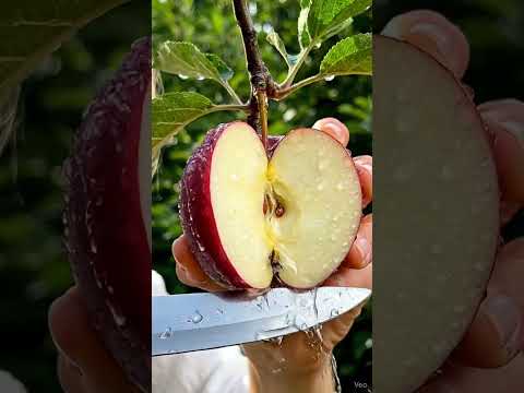 Delicious red apple cutting - Farm fresh ninja fruit cutting #viral