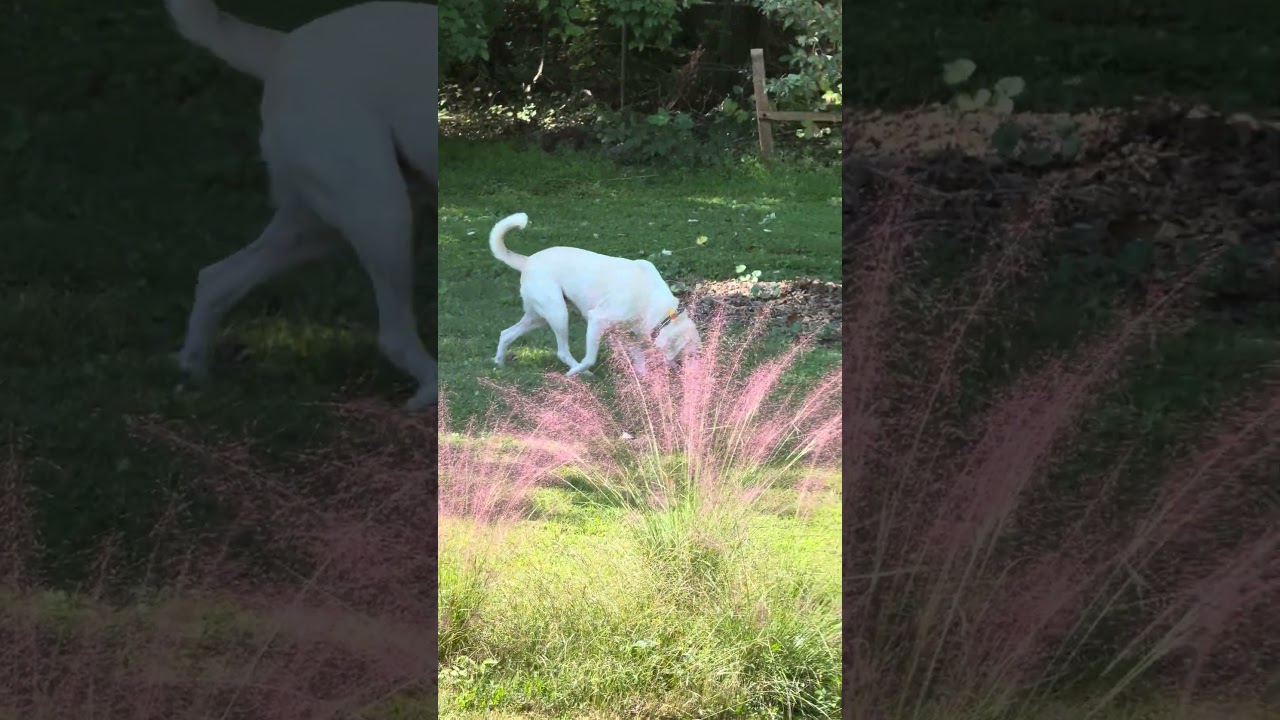 Enlarge Izzie, a Adoptable mixed breed in Durham, NC video 6/6