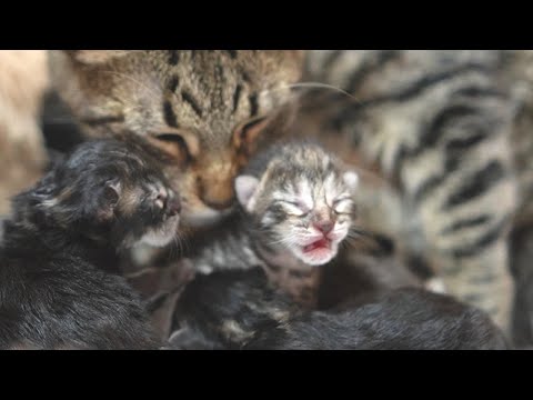 A mother cat talking to her newborn kittens and taking good care of them