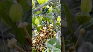 Beija flor voando #pássaros