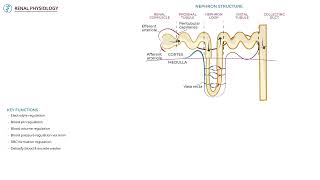 Renal Physiology by Ditki, Medical & Biological Sciences