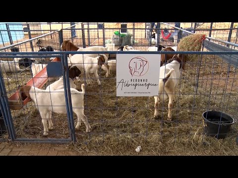 Criadores de caprinos e ovinos da raça Boer vindos de 7 Estados participam da Expoapi 10 12 2022