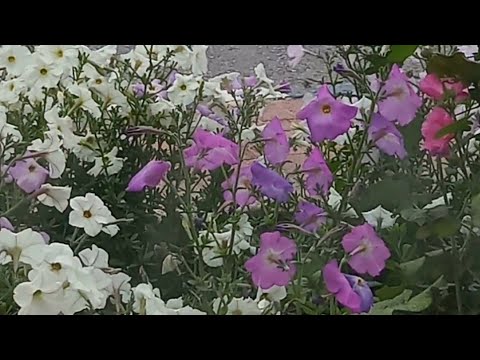 jypv 20250127 travel vlogs