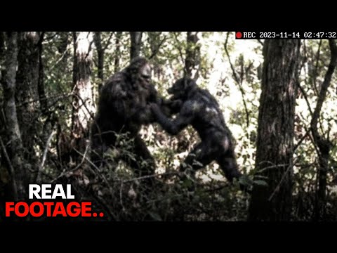 Logger Films Bigfoot and Dogman Locked in Brutal Fight - REAL Bigfoot Encounter