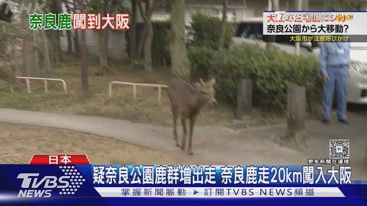 影音/疑奈良公園鹿群激增出走 奈良鹿走20km闖入大阪