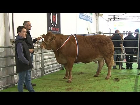 , title : 'Record : la vache la plus chère de France est une limousine ! 🐮'