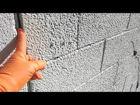 Crevices of the Building Filled with Boxelder Bugs in Sea Girt, NJ