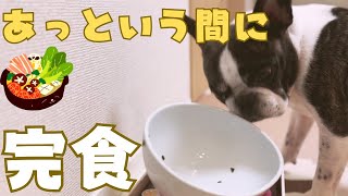 初めてのお鍋に夢中の愛犬でした🤭
