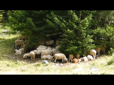 BJESHKËT E TROPOJËS - Reportazh