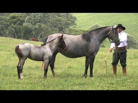 Lote 08 - Jabarandaia da Bela Aliança