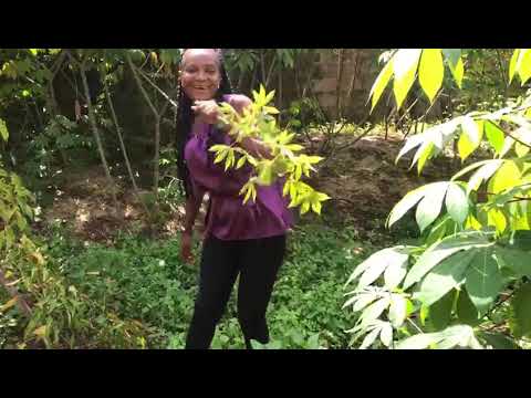 my latest song....Nunugold ft Ede'Novbie Edosa big tinzs