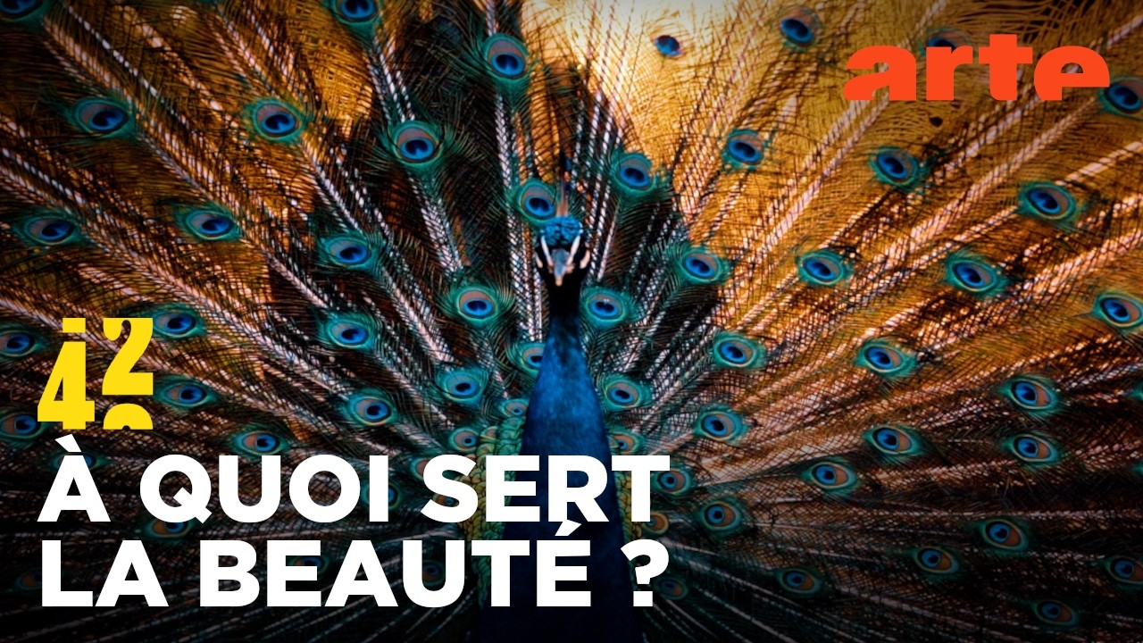 Les animaux voient-ils la beauté ? | 42 - La réponse à presque tout | ARTE