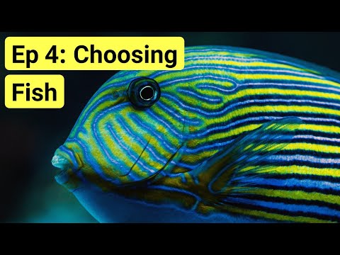 Reef Tank Basics Episode 4: How To Choose & Acclimate Your First Fish