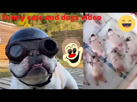Funny dogs and cats videos | Try not laugh challenges | Funny Animals