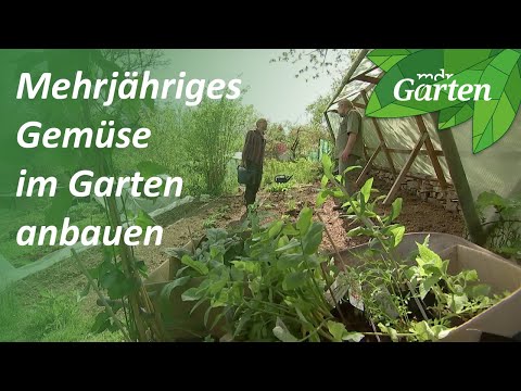 Mehrjähriges Gemüse: Einmal pflanzen und immer wieder ernten | MDR Garten